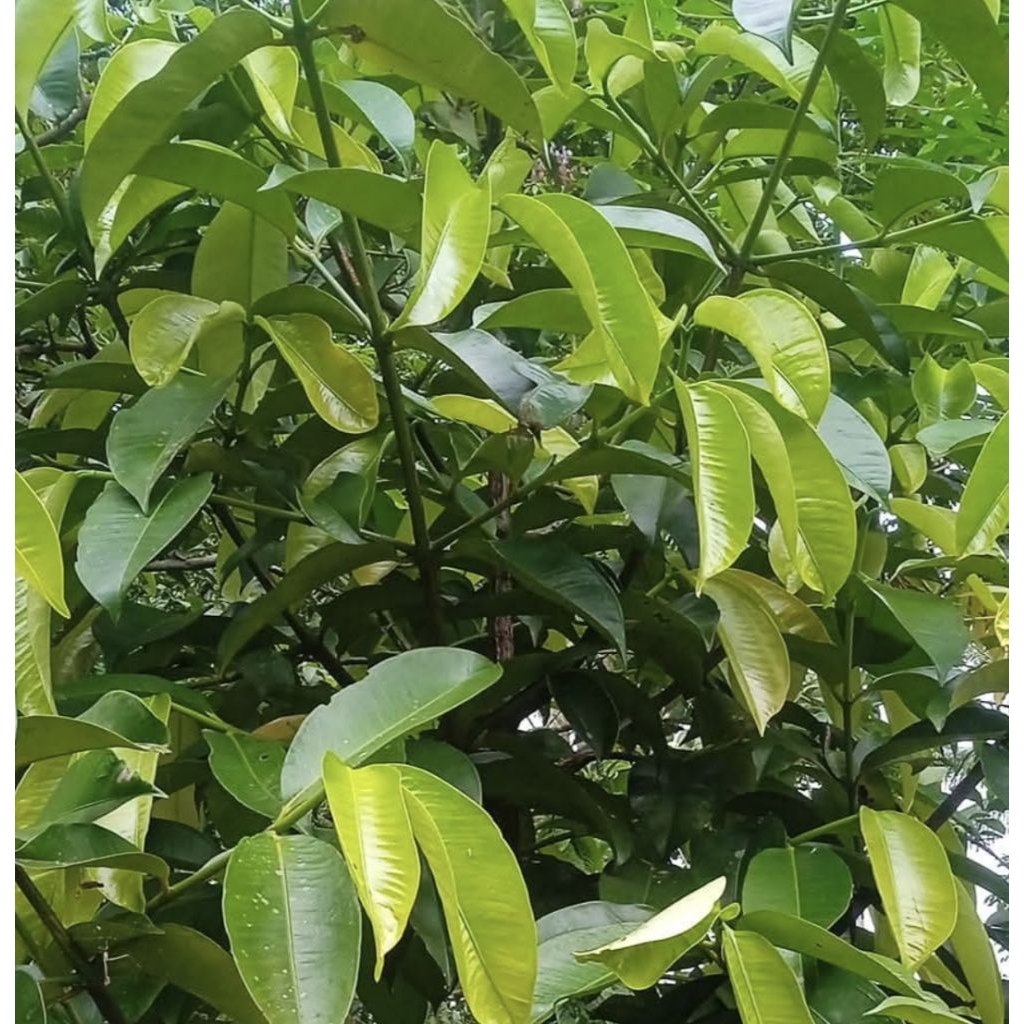 

daun manggis segar harga 25 lembar