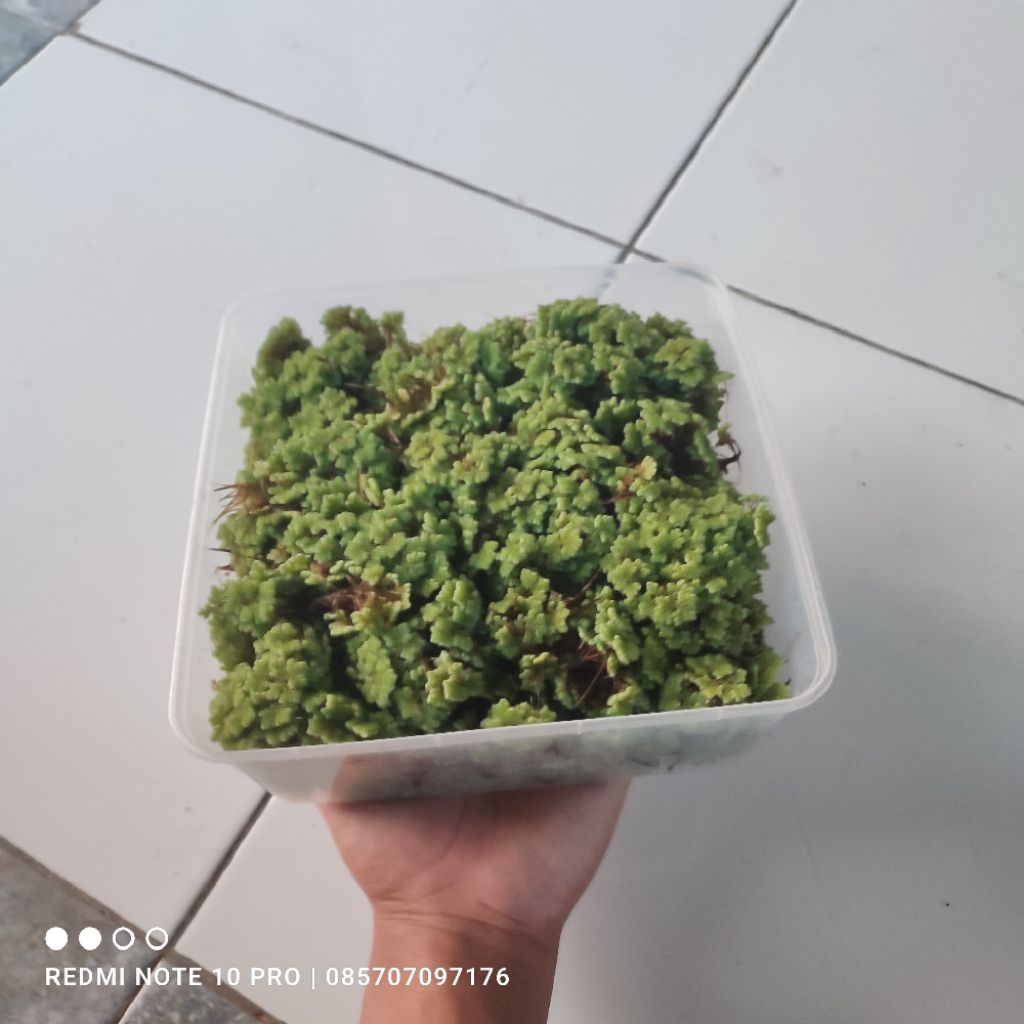 Bibit Azolla microphylla
