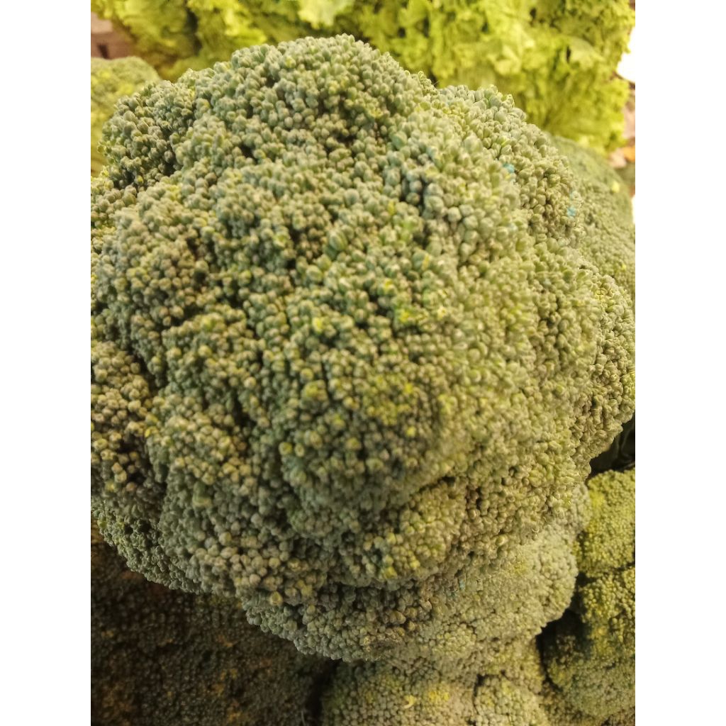 

brokoli fres1kg