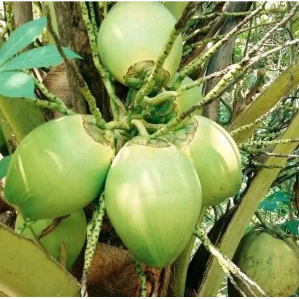 

Ready buah kelapa hijau muda per butir