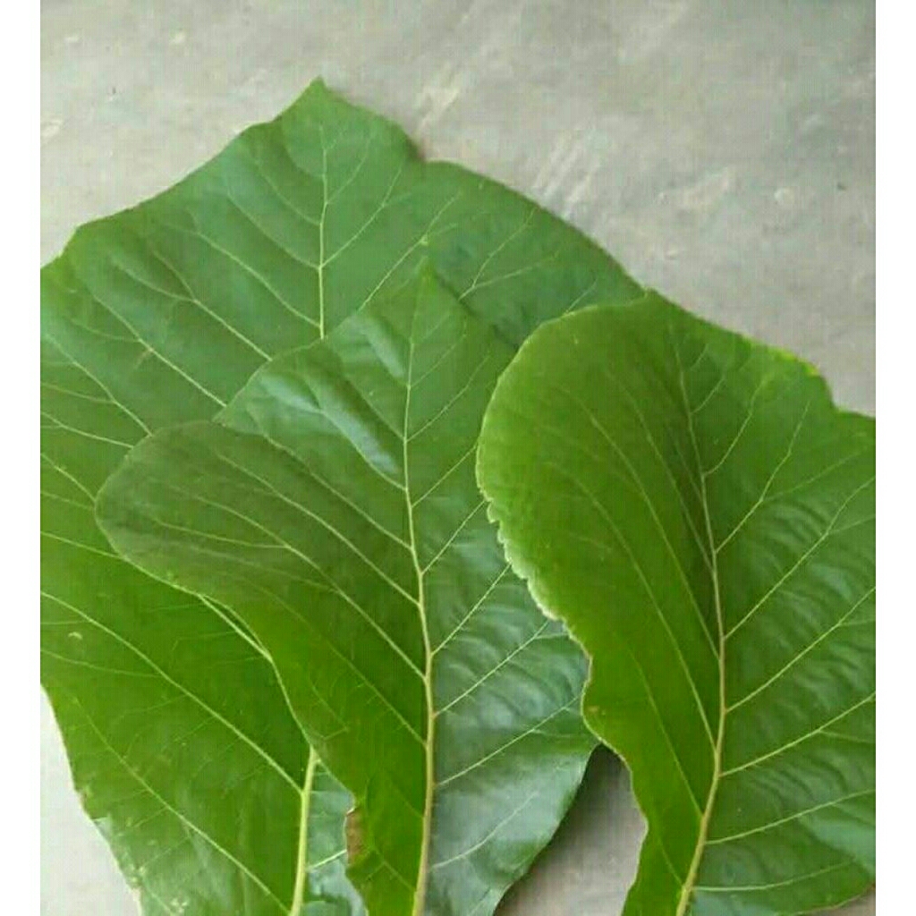 

Daun Jati Segar