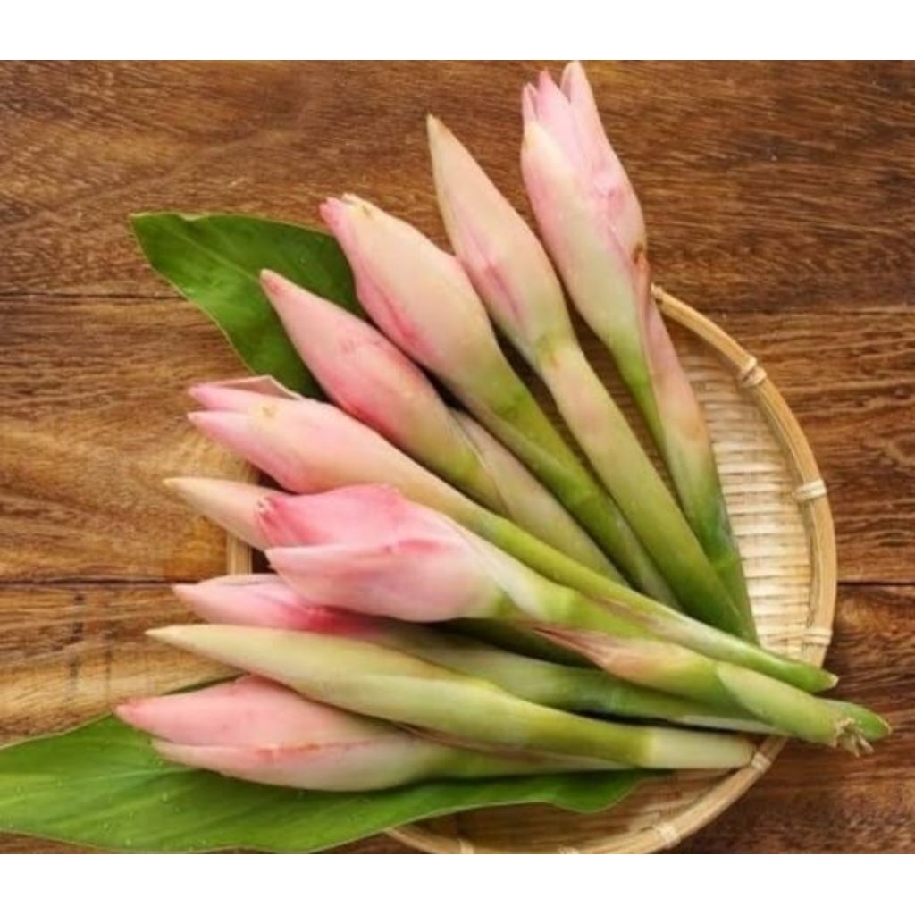 

Bungga kecombrang bungga honje rombeh segar 100 gram