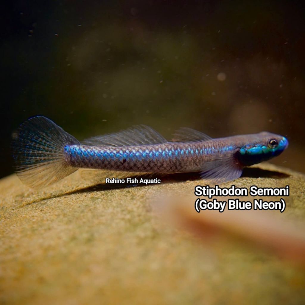 Patung Stiphodon Semoni | Goby Blue Neon Aquascape