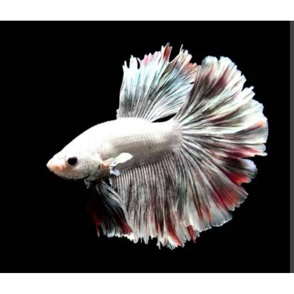 

betta harga 20rb/2 ekor
