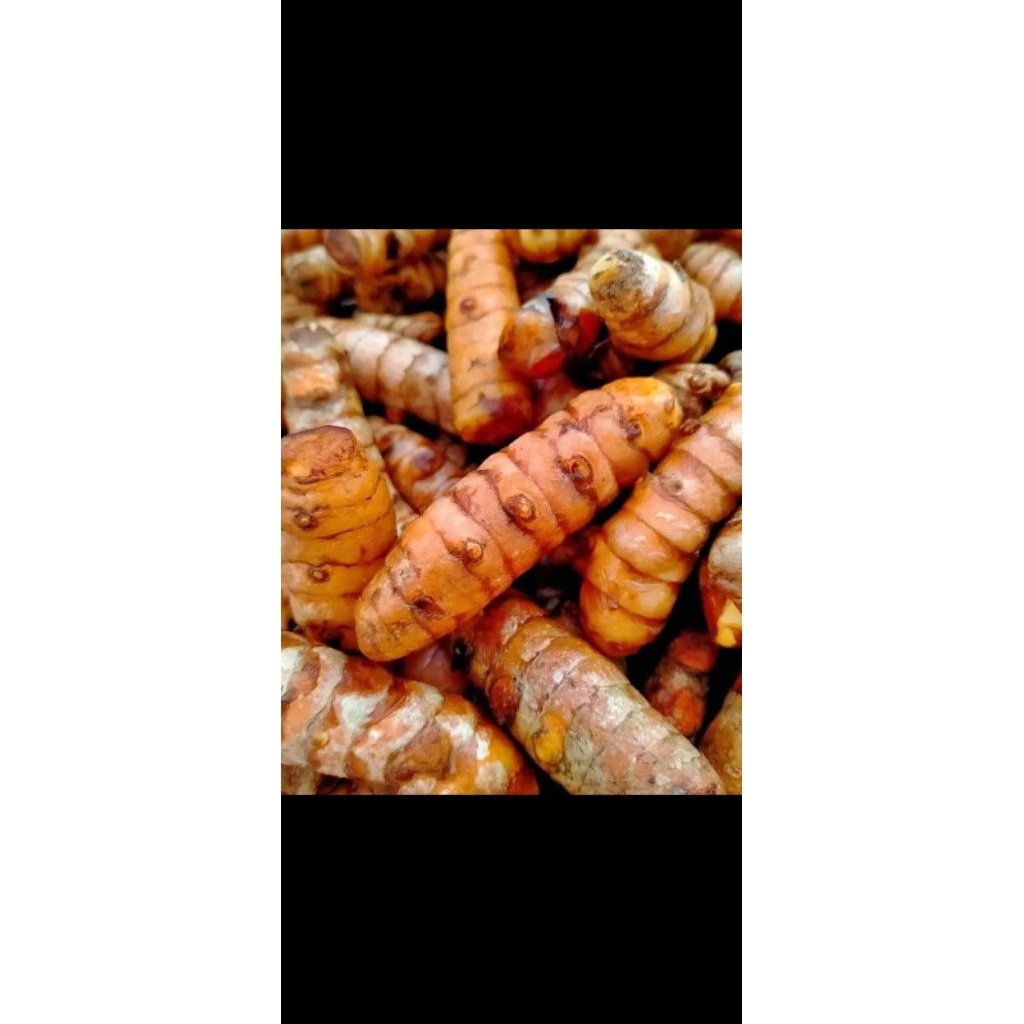 

Kunyit masak segar 1KG