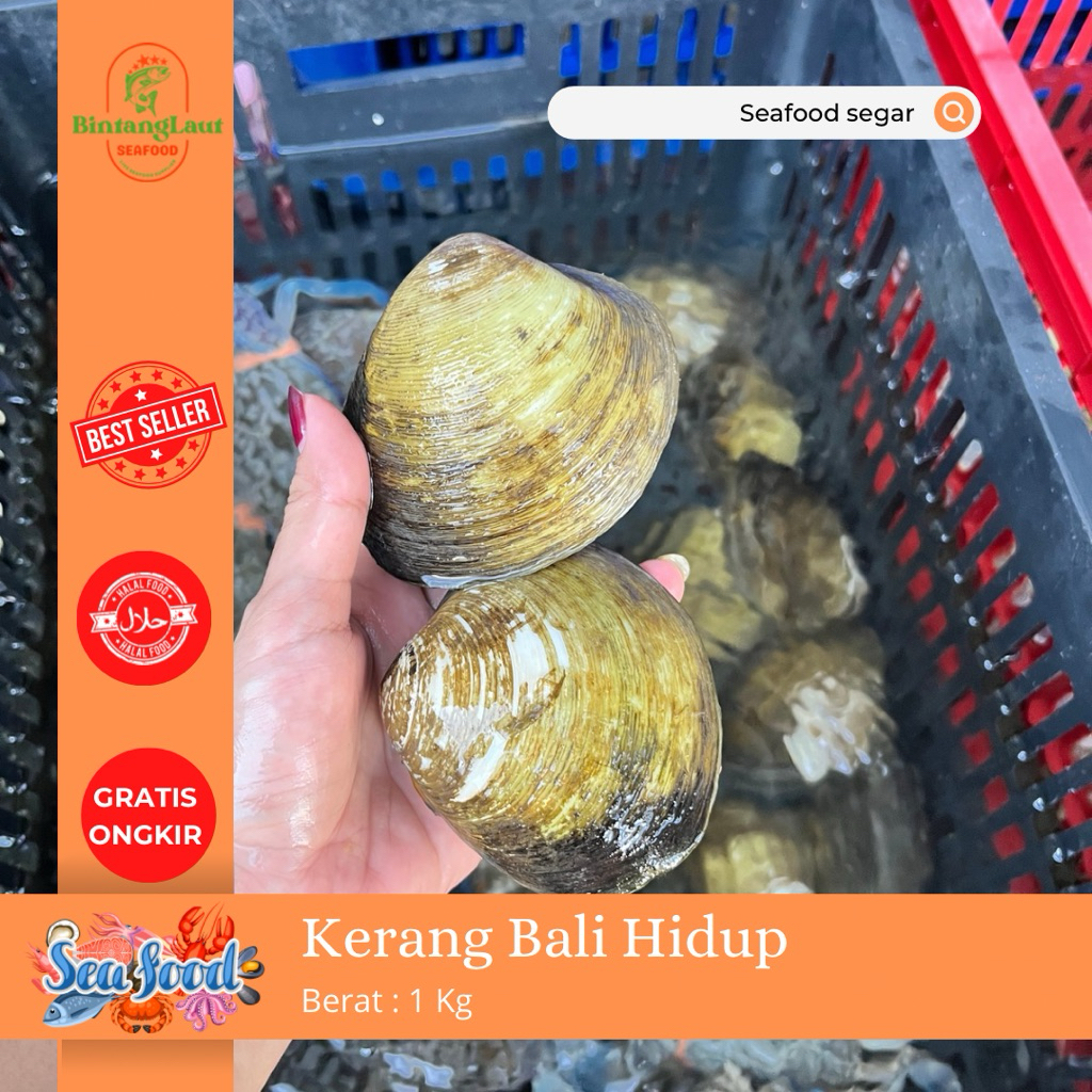 

KERANG BALI HIDUP / KERANG JIMBARAN 1KG