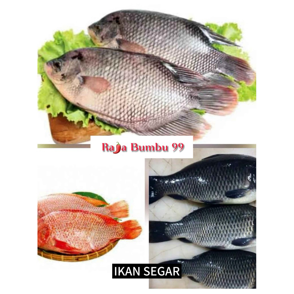

Ikan Fresh 1kg By Rajabumbu99