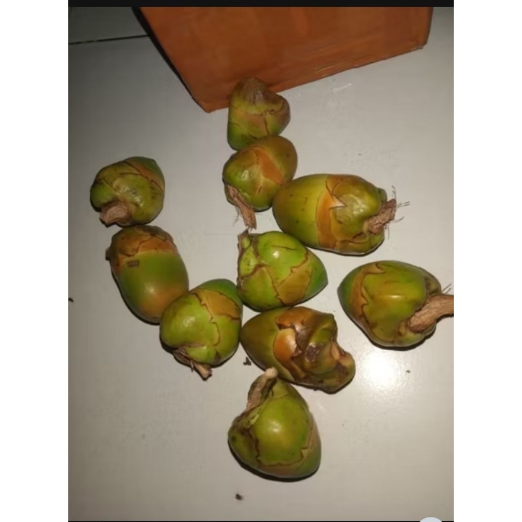 

beluluk kelapa kecil /10biji