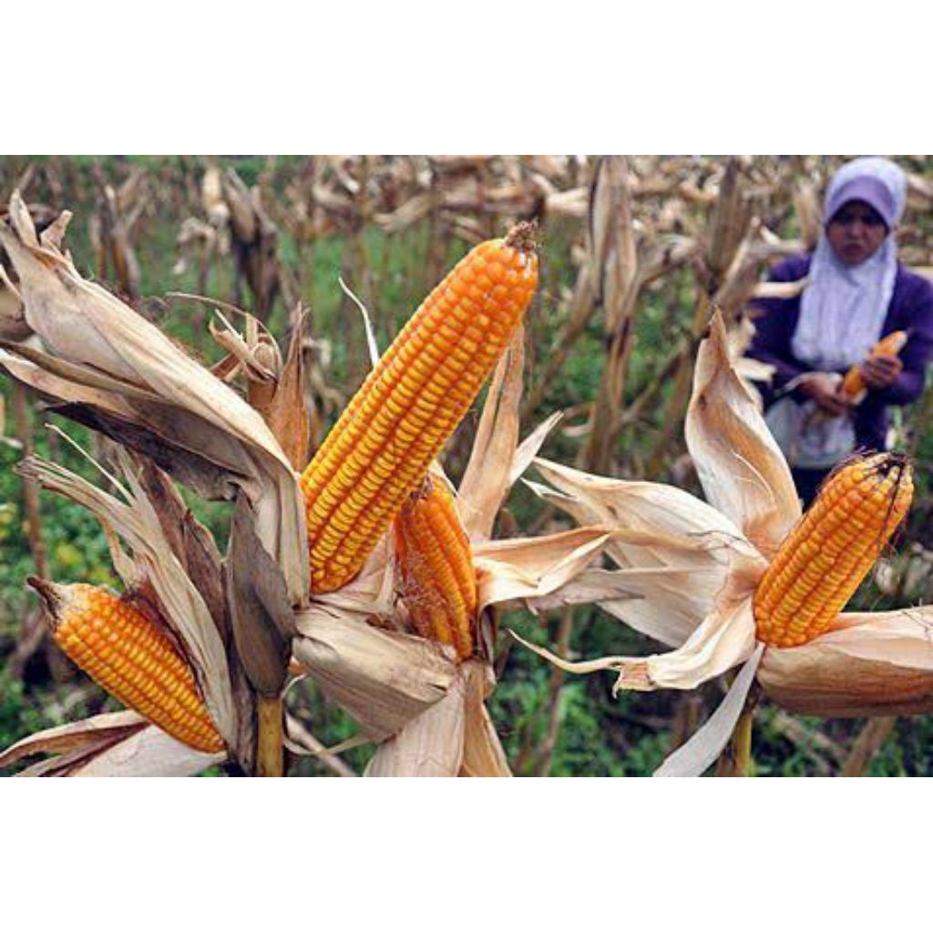 

1KG JAGUNG BUAT BENIH ATAU KONSUMSI