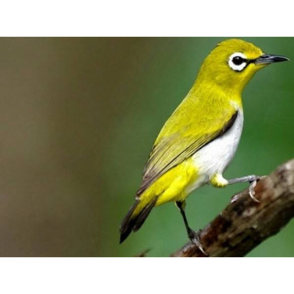 Pleci bustomi jantan