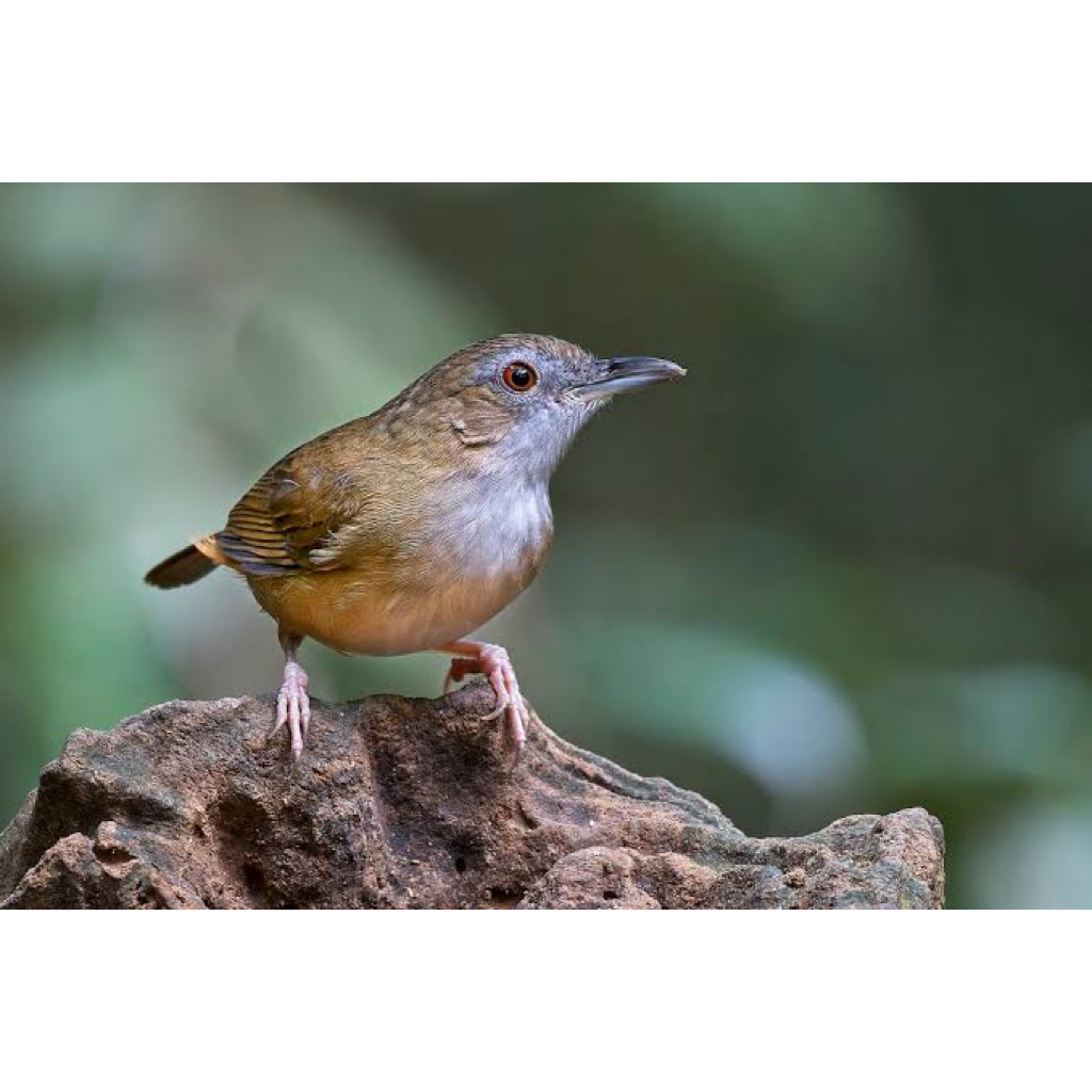 Jual Burung Pelanduk Semak Terlengkap & Harga Terbaru September 2025 | Shopee Indonesia