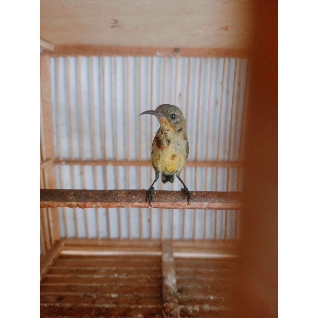 kolibri ninja metalik/metatol gacoran jaminan jantan