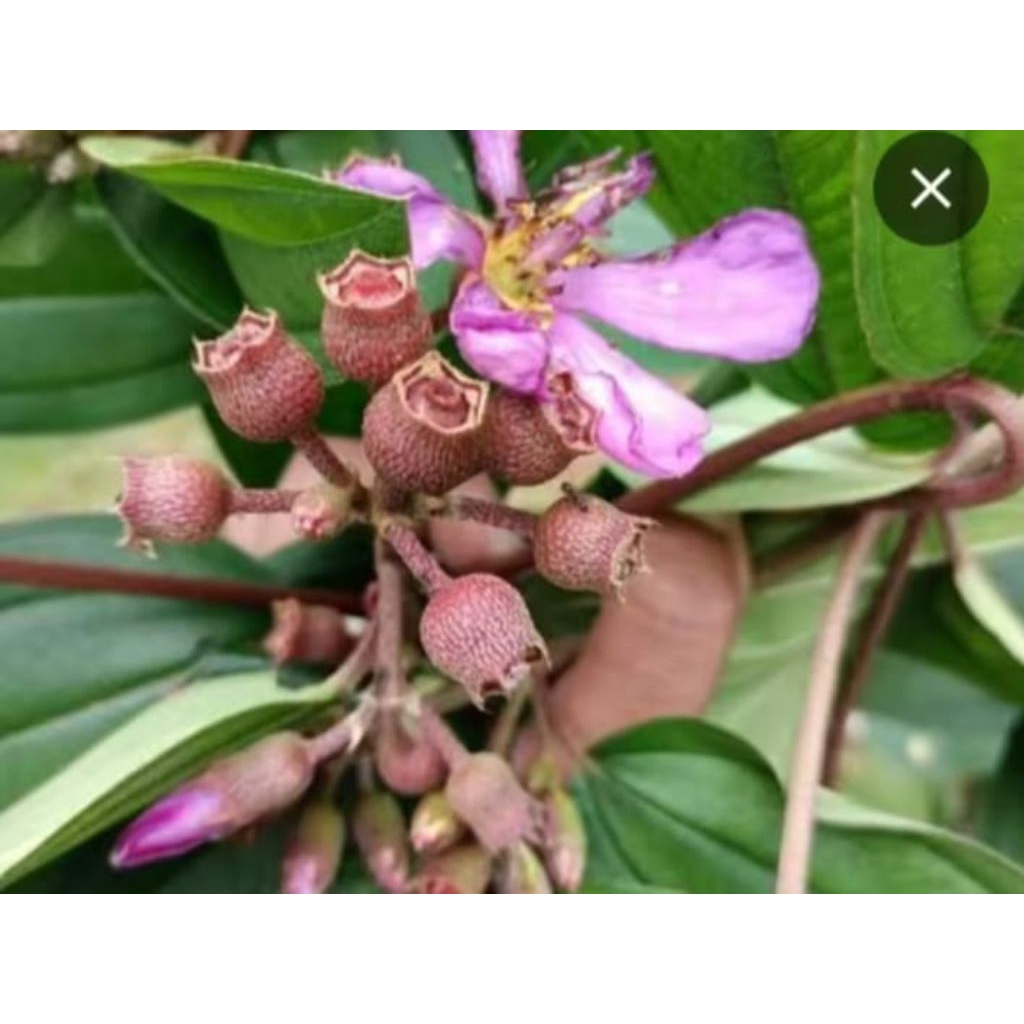 

buah harendong/senggani segar 250 gram