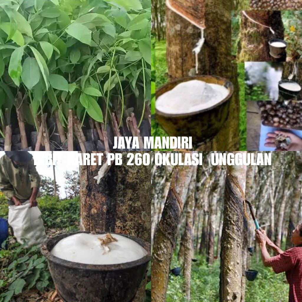 BIBIT KARET PB 260 OKULASI SUPER UNGGULAN