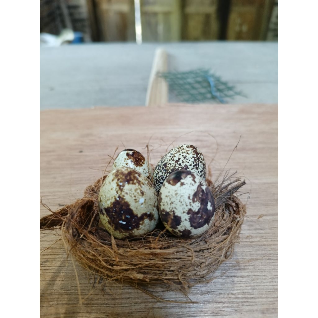 

TELUR PUYUH MENTAH LANGSUNG DARI KANDANG