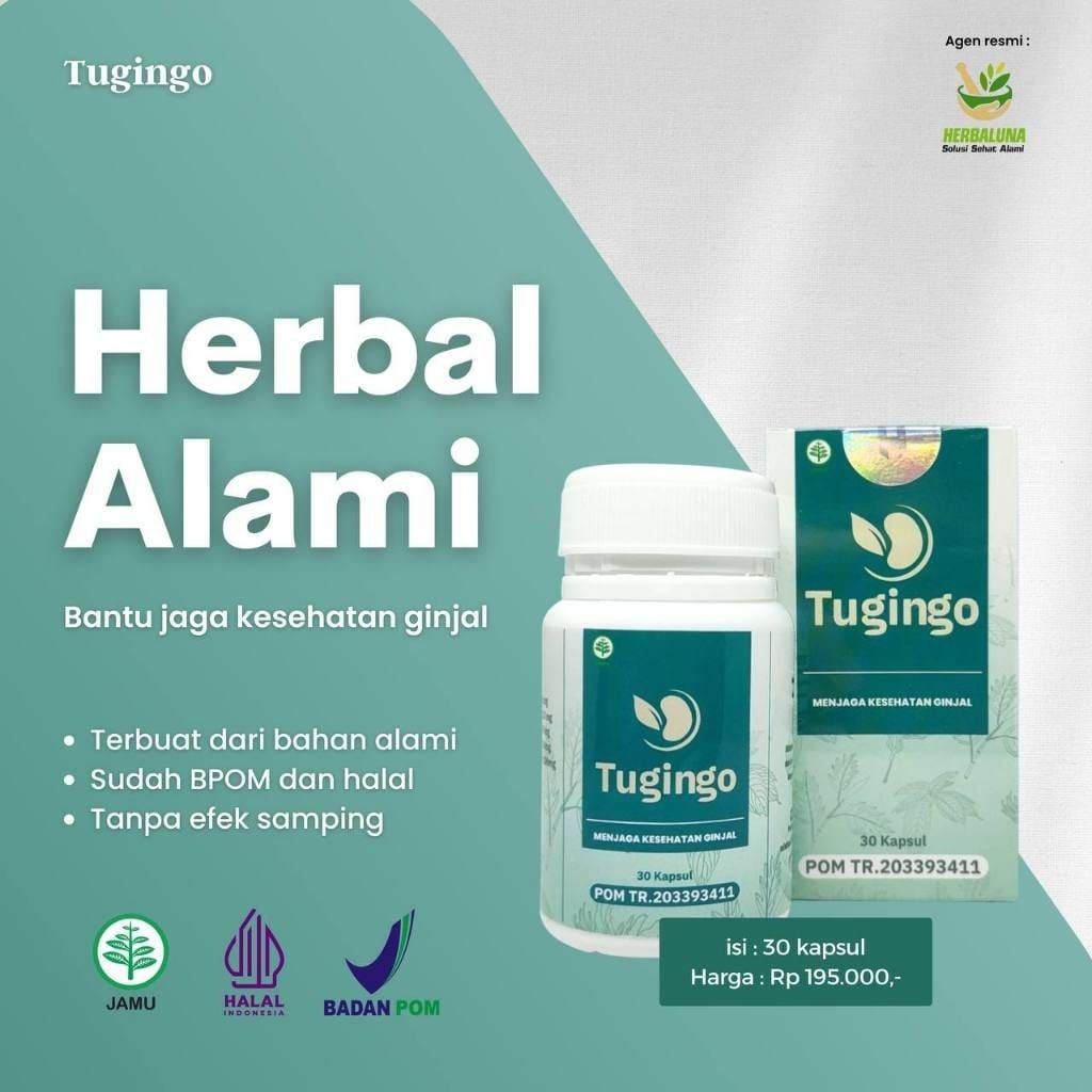 Hollis Tugingo Obat Herbal Batu Ginjal Tugingo 30 Kapsul Original BPOM