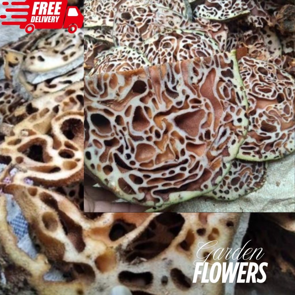 

HERBAL SARANG SEMUT MERAH PAPUA ASLI BERKUALITAS DAN BISA COD