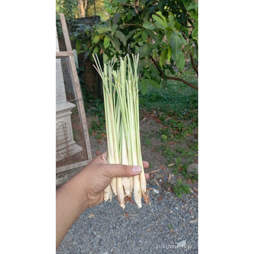 

sereh segar jumbo dari berat 250gr/500grsampai 1kg ada