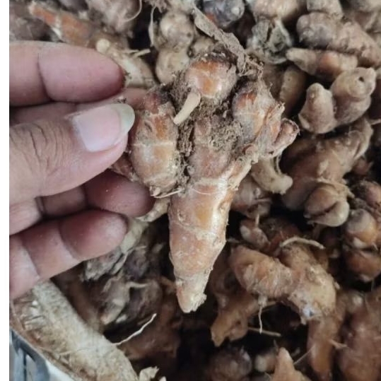 

KENCUR SEGAR PREMIUM lereng muria (BESAR&TUA)