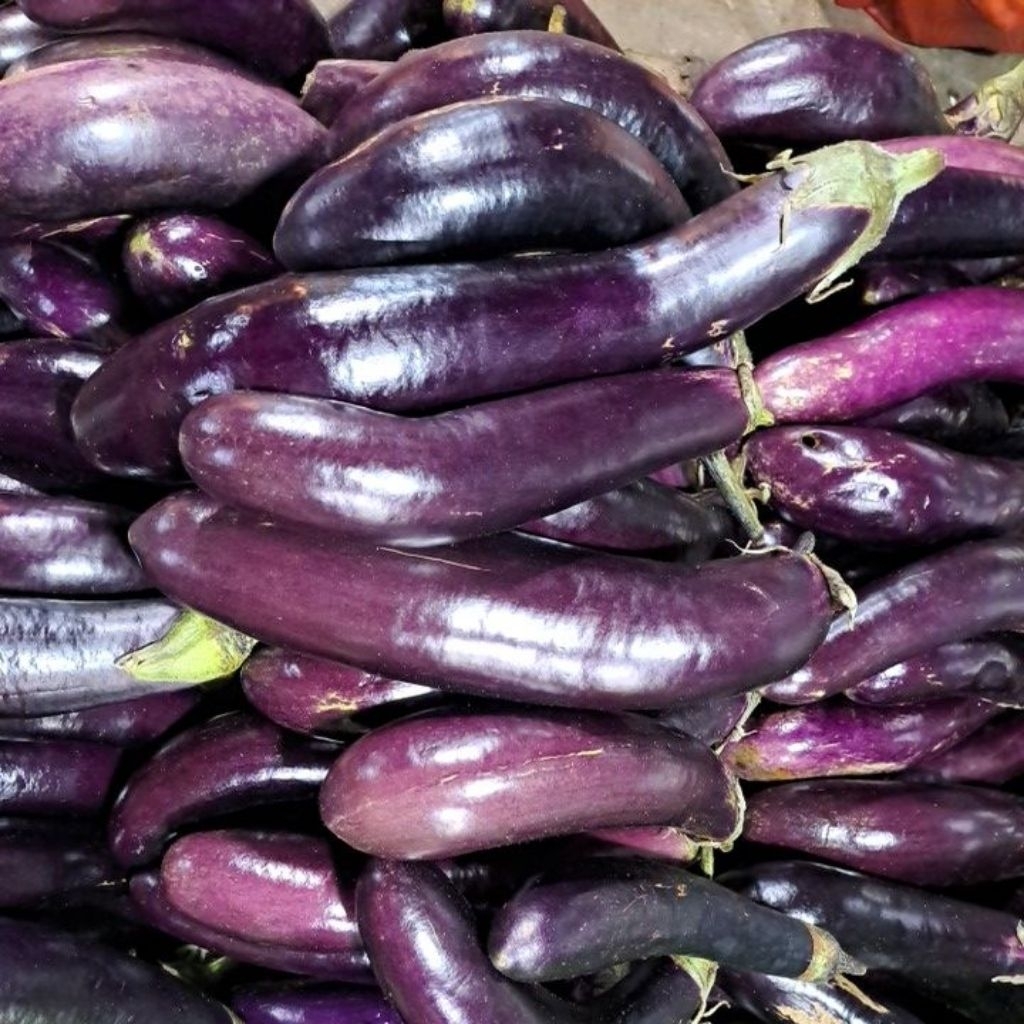 

Terong Segar Murah Bandung