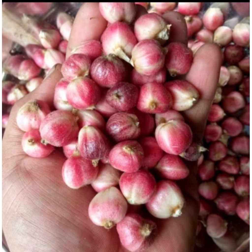 

Paket hemat 250gr kapulaga segar/kapulaga basah