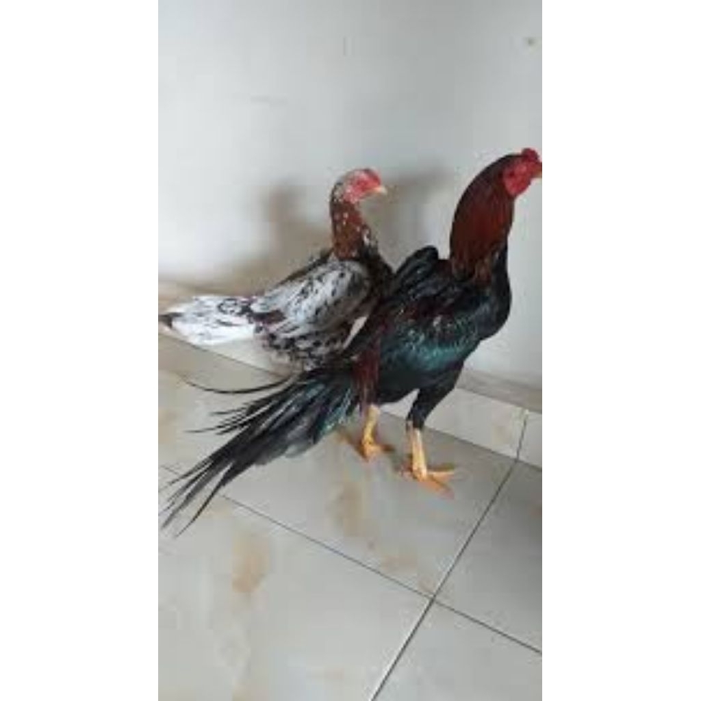 

paket hemat 3 Telur Ayam Bangkok Ekor Lidi Fertil siap untuk ditetaskan