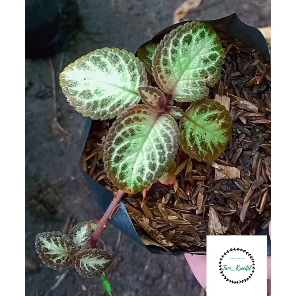 Episcia Silver Skies