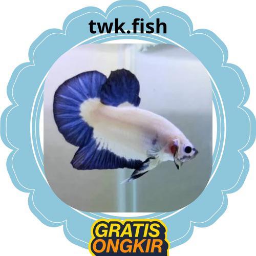 BLUE RIM TOP GRADE BEST SELLER REAL PICT / blue rim