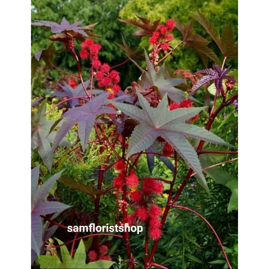 Tanaman Jarak Merah - Daun Jarak Merah Obat Herbal