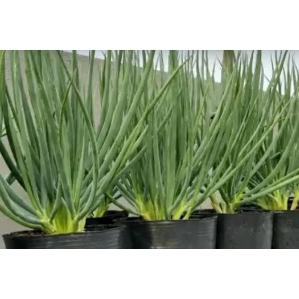 

10 BIJI DAUN BAWANG/ DAUN PREI, PREY / DAUN LALAP