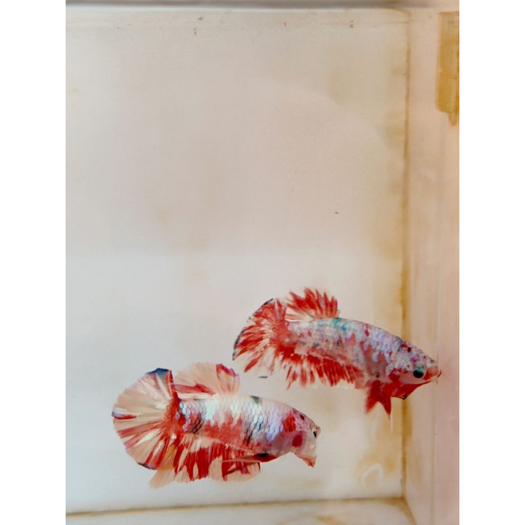 ekstrak Ketapang lumer barongsai grade A asli