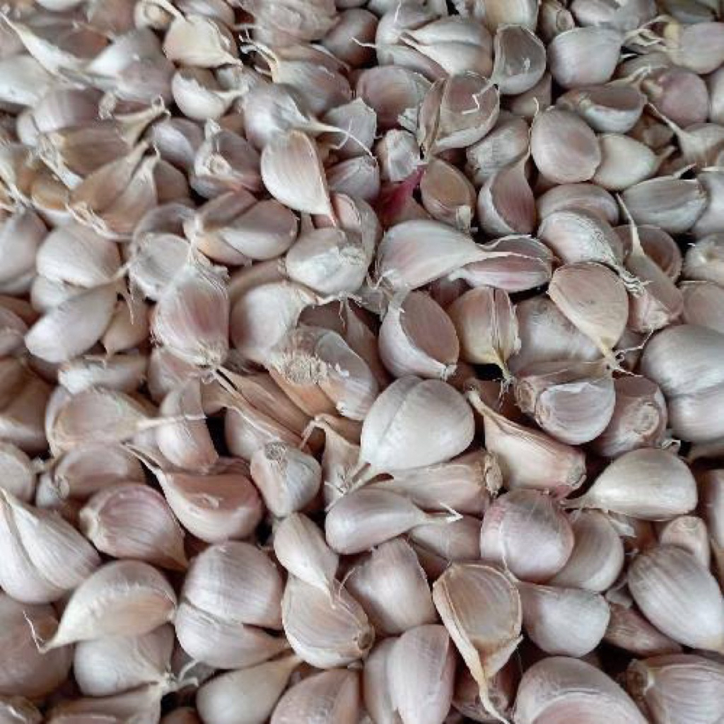 

bawang putih kating FRESH
