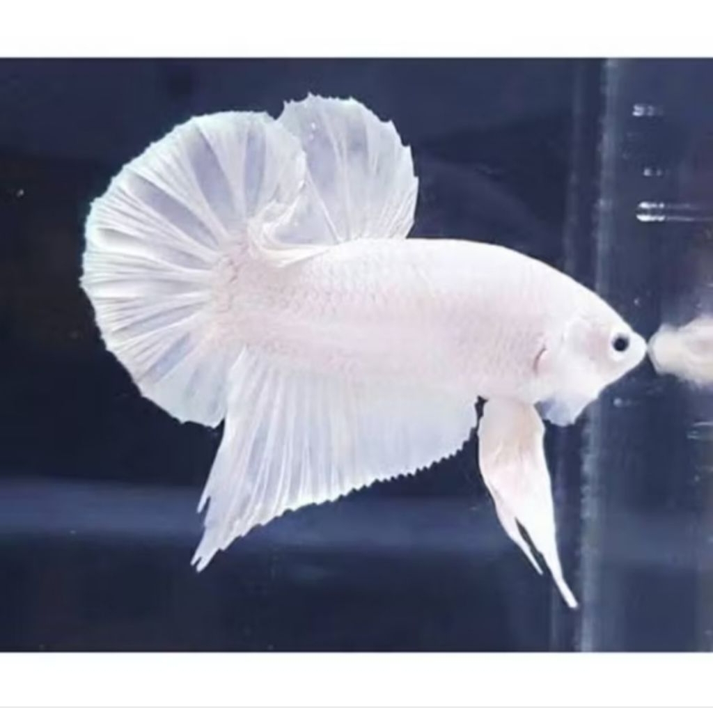Cupang Plakat white platinum