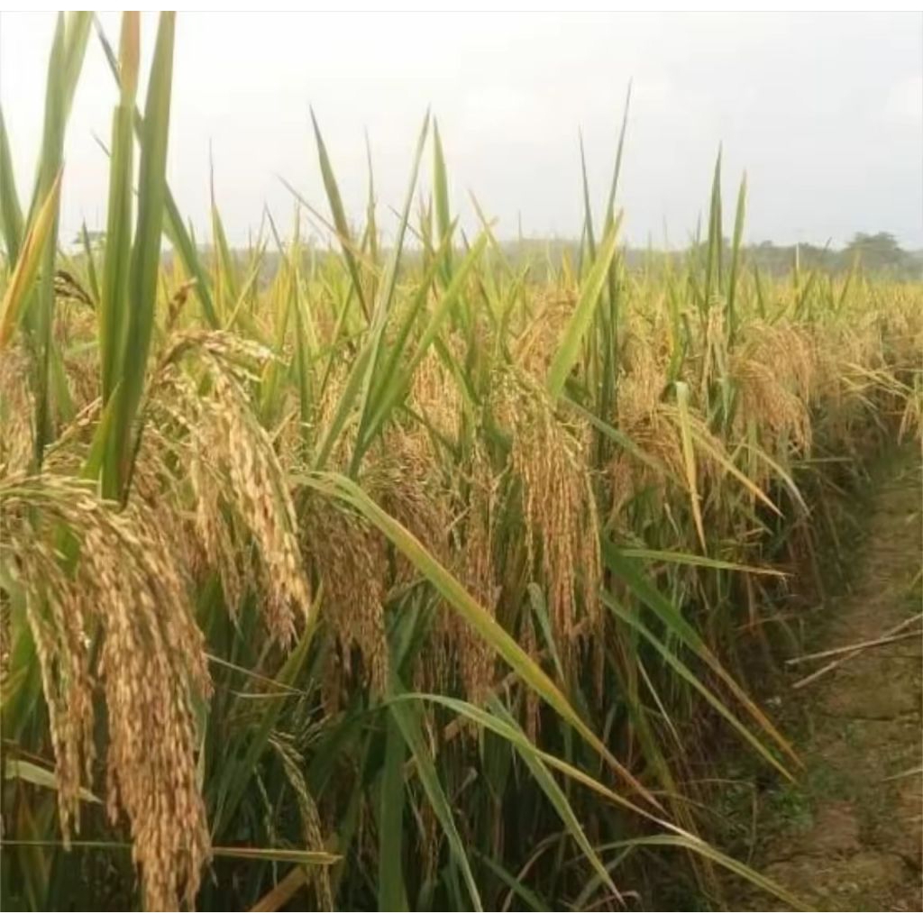 BENIH PADi SRIKANDI JUMBO ORIGINAL KEMASAN 5KG