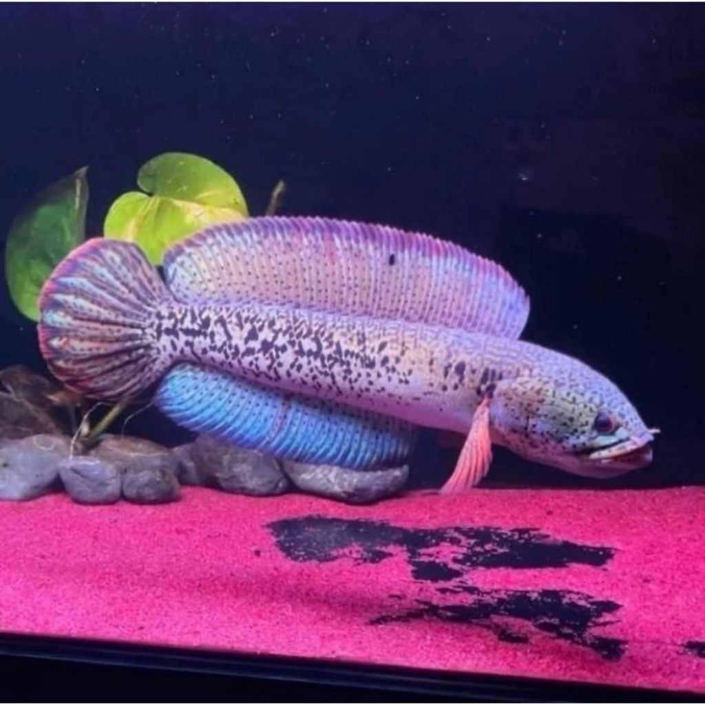 hiasan akuarium Cana Barca