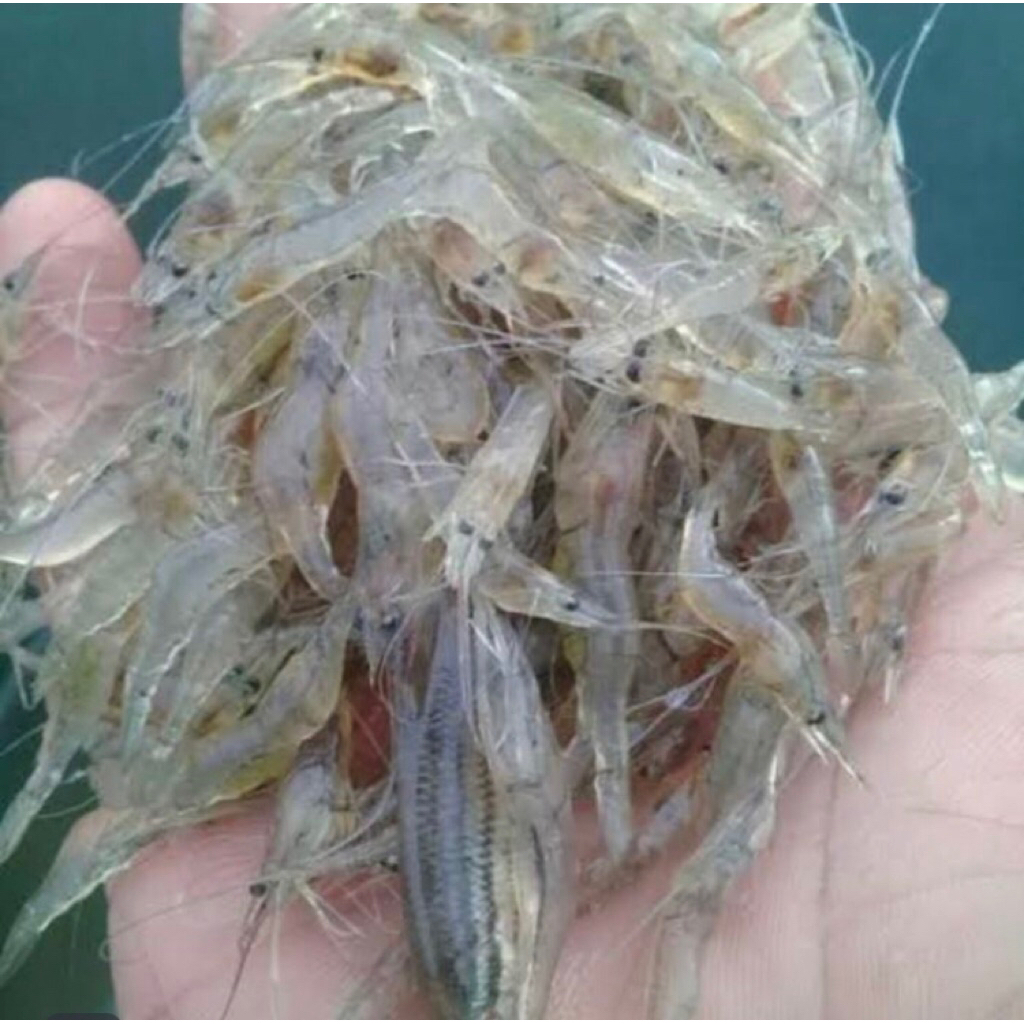 

Udang sawah beku 1 kg pakan ikan fredator / termurahh khusus gojek