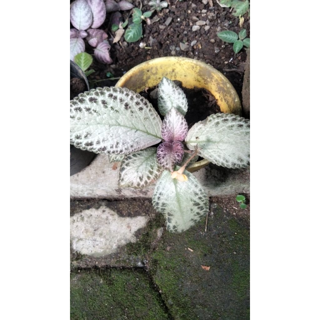 episcia import blushing lisa bunga sembur merah kuning.