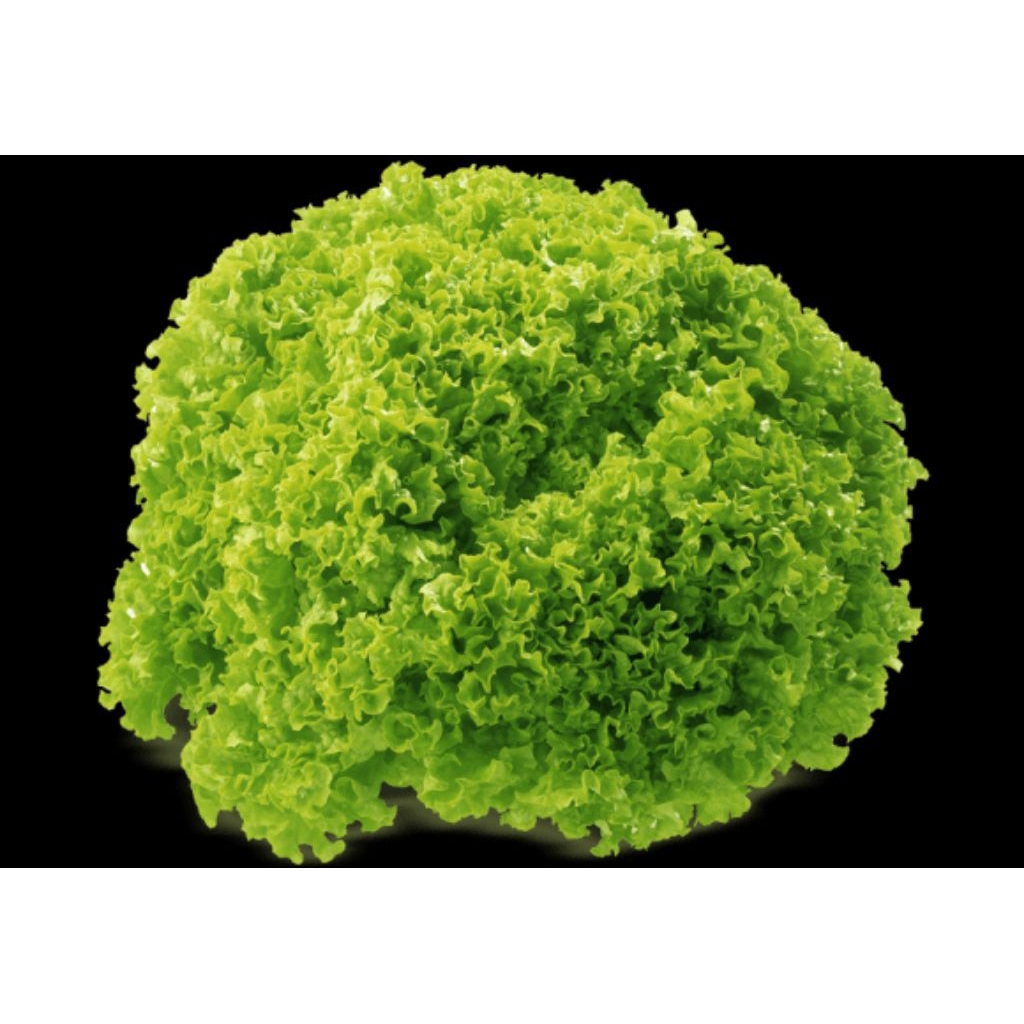 

Selada hijau keriting 500gr