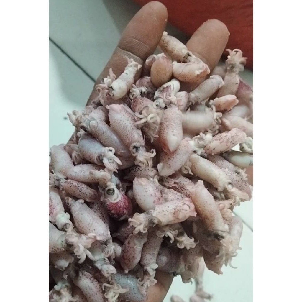 

baby cumi lokal 1-2cm