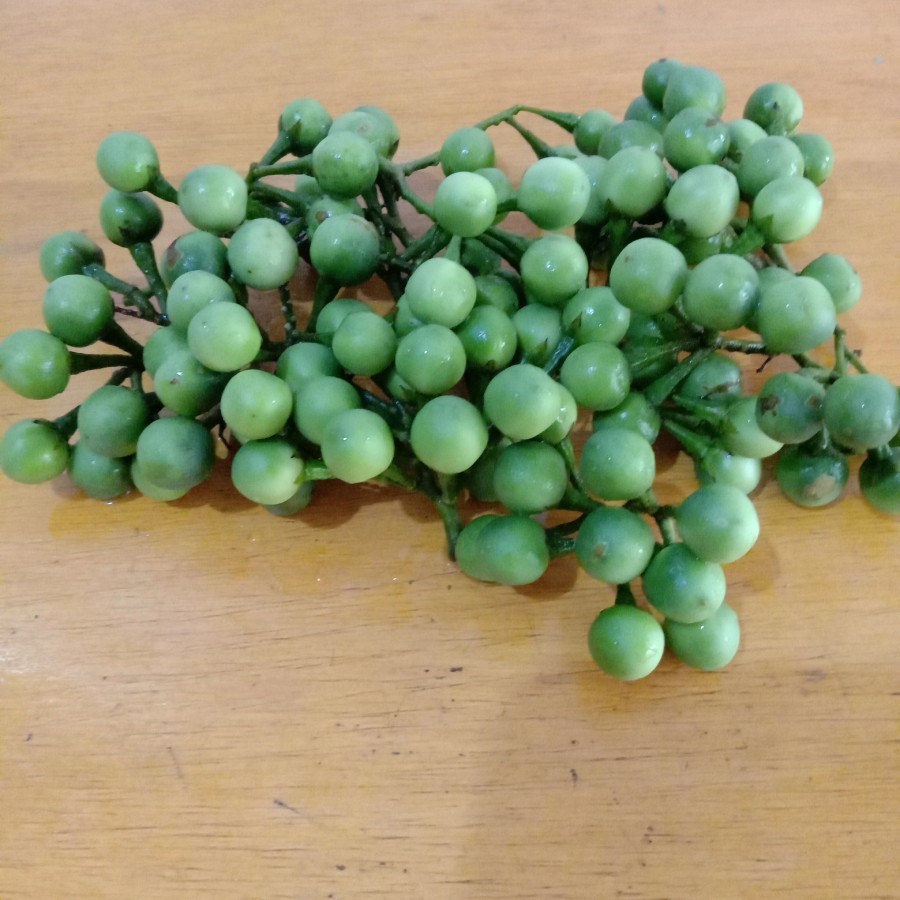 

Buah Cepokak Tekokak Takokak Buah Rimbang Fresh Murah