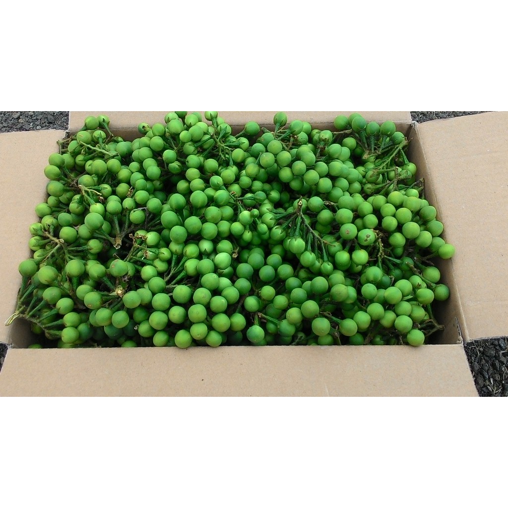 

Paket 300 gram buah cepokak atau tekokak Segar terbaik langsung petik