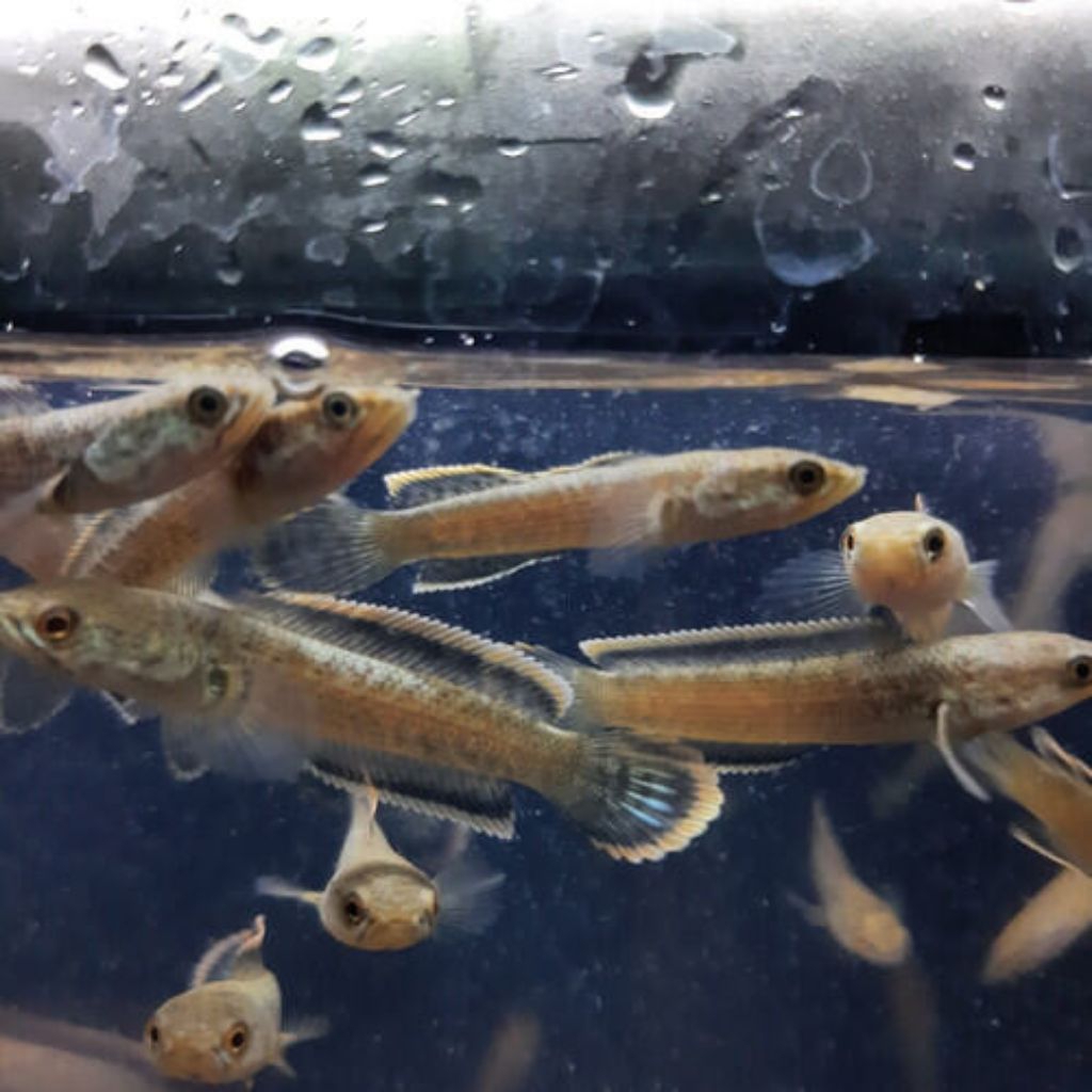 Baby chana limbata gunung 3-5 cm man