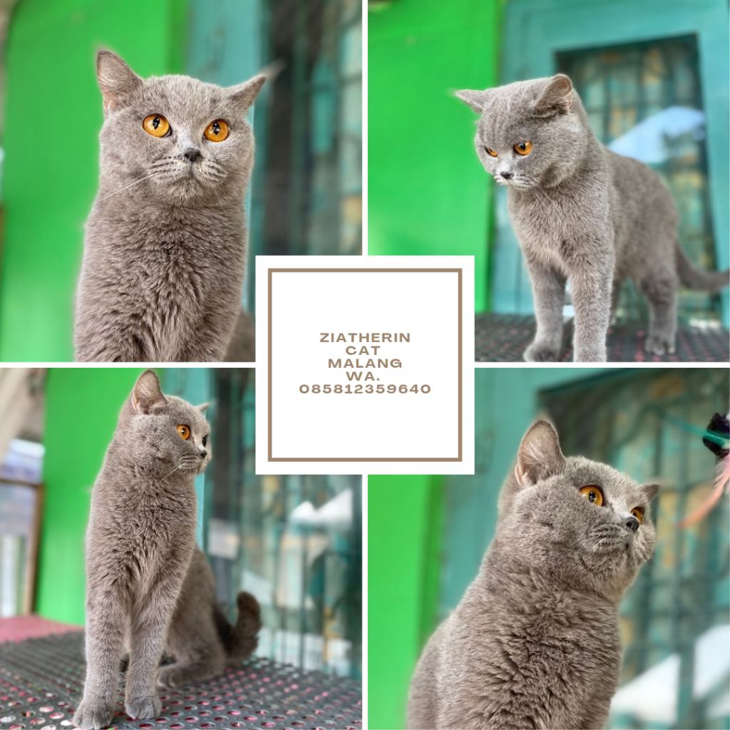 Kucing BSH (British Short Hair) Blue