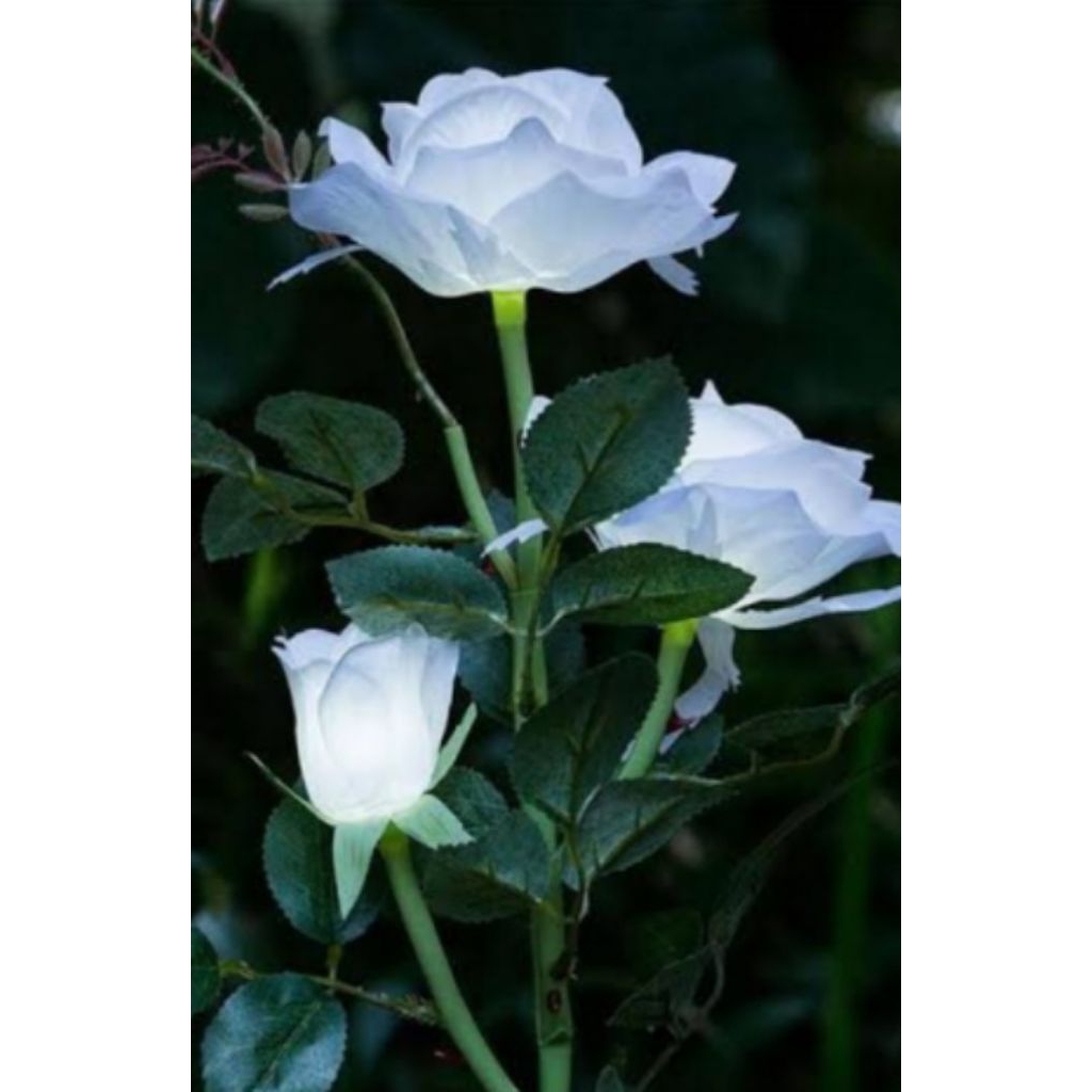 Bibit stek bunga mawar putih