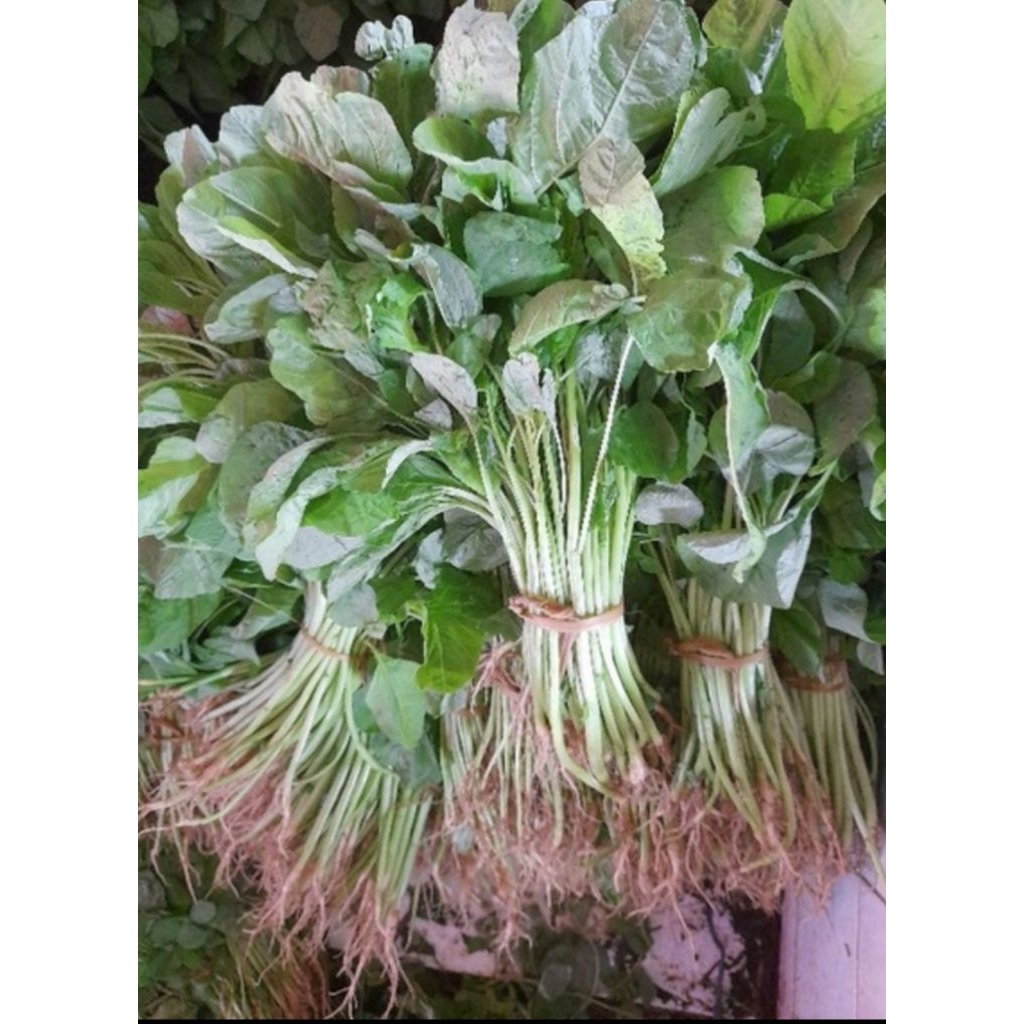 

0sayur bayam segar 1 ikat