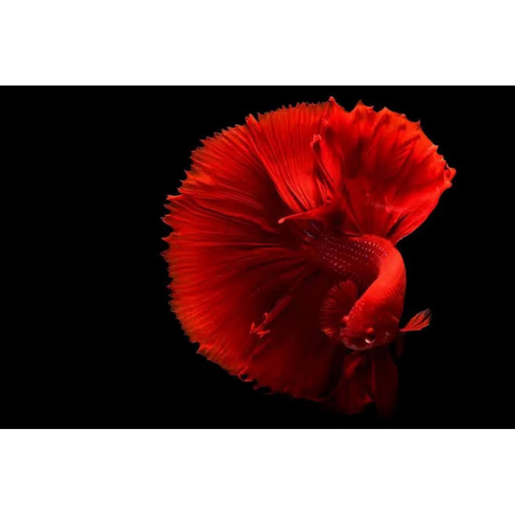 HIASAN AKURIUM IKAN CANA SELAYER