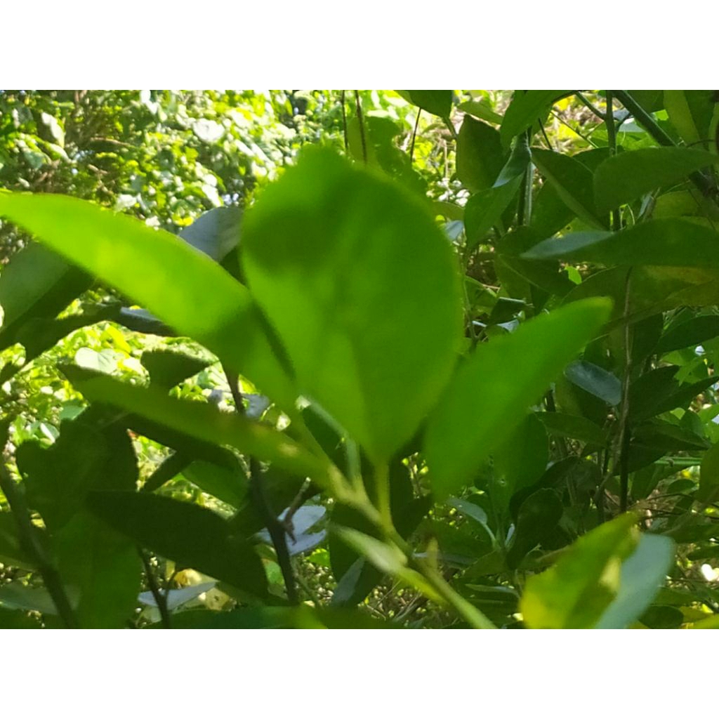 

daun jeruk kunci,sunkit/ lemon Cui seger(50 lembar)