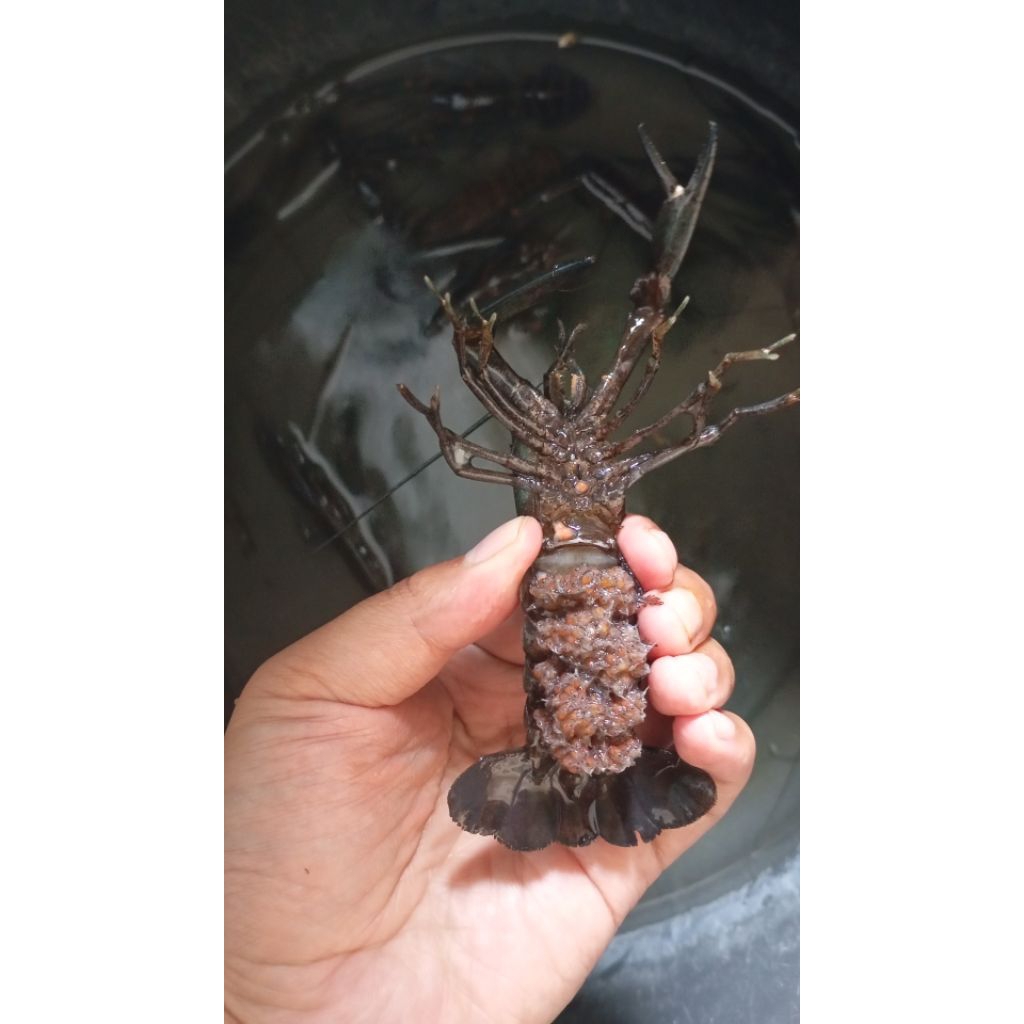 

spasang siap pijah lobster air tawar red claw
