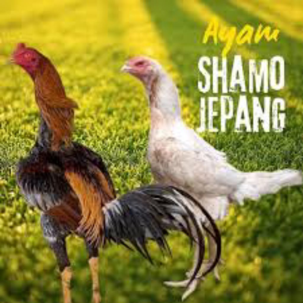 

telur ayam shamo jepang vertil siap tetas