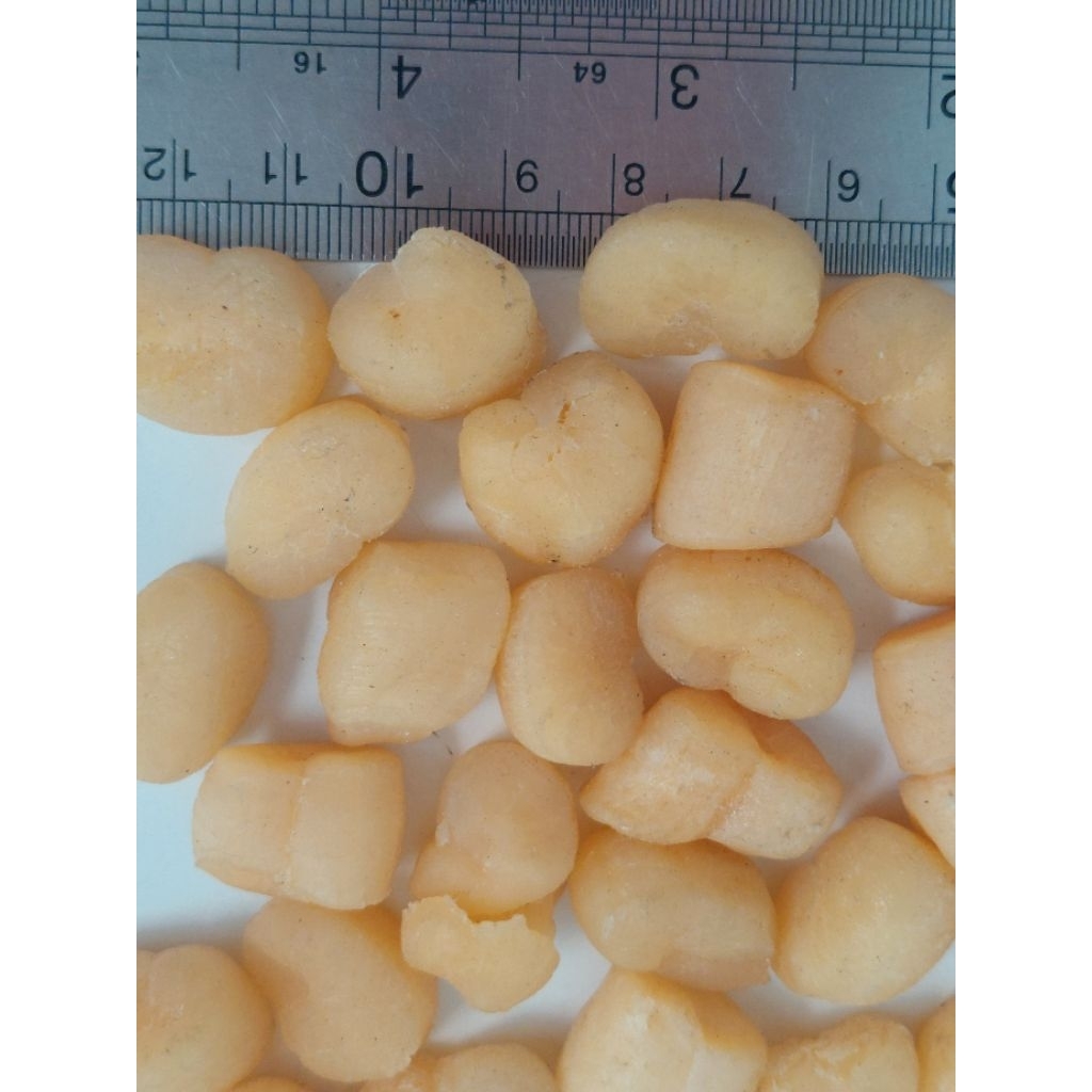 

Scallop Kering